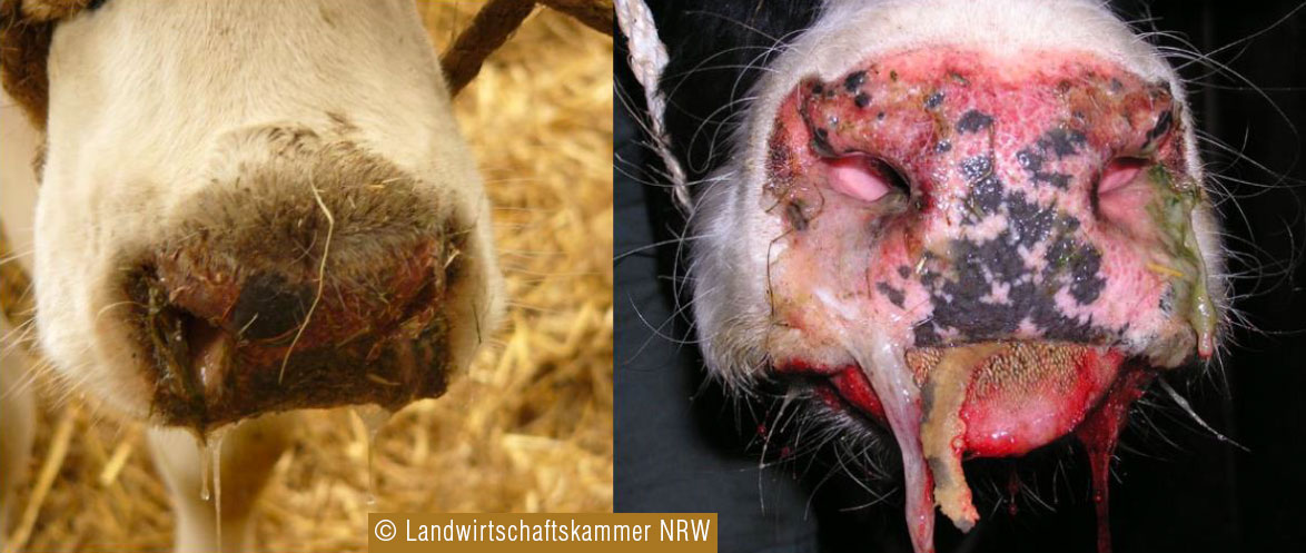 Blauzungenkrankeit Rind Foto Landwirtschaftskammer NRW